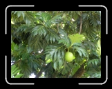Fruit a pain